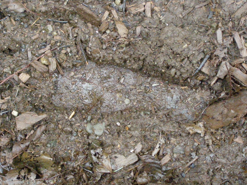 A large footprint — perhaps from Bigfoot? — photographed in the Hoko River area.
