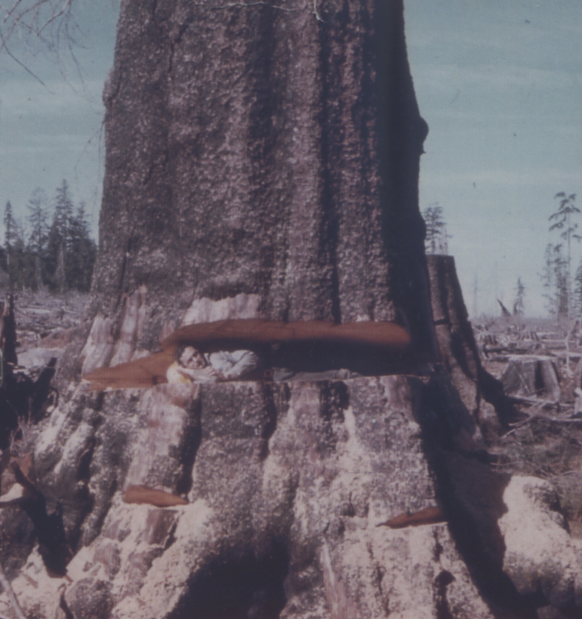 Jack Merrick is this year's Pioneer Logger Award honoree. Here he is lying inside the face-cut of a tree near the Hoh River in 1960. Merrick family (Click on photo to enlarge)