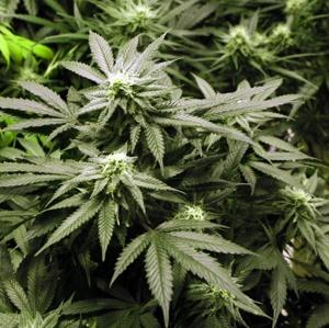 Will the Peninsula turn to pot? It'll grow here all right, but would it be a cottage industry?