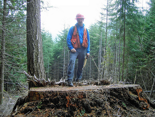 An investigator stands on the stump of a tree felled in Olympic National Forest by timber thief Reid Johnston. U.S. Attorney's Office for the Western District of Washington