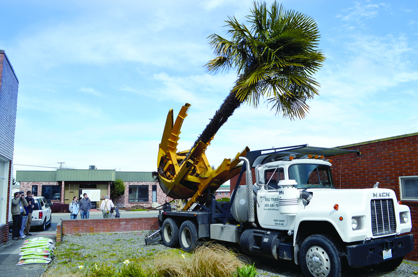 Sequim's noted palm tree is planted in its new home by Sequim Big Trees' Big John 90 tree transplanter Saturday. Joe Smillie/Peninsula Daily News