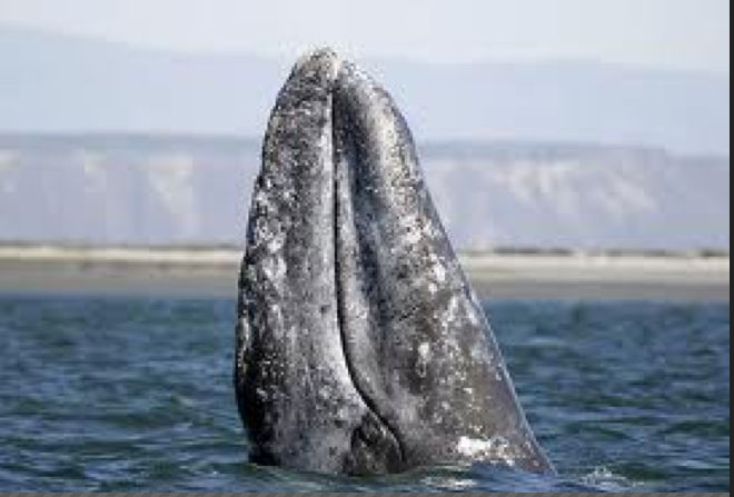 A gray whale 'spyhops' NOAA