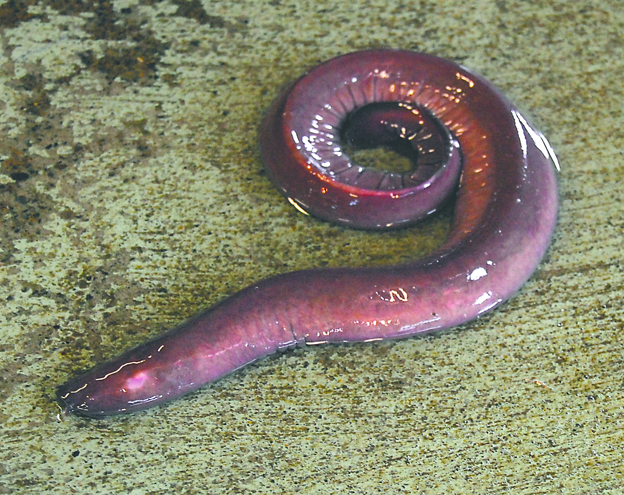 A hagfish (Myxine glutinosa) sits on the floor of Olympic Coast Seafoods to...