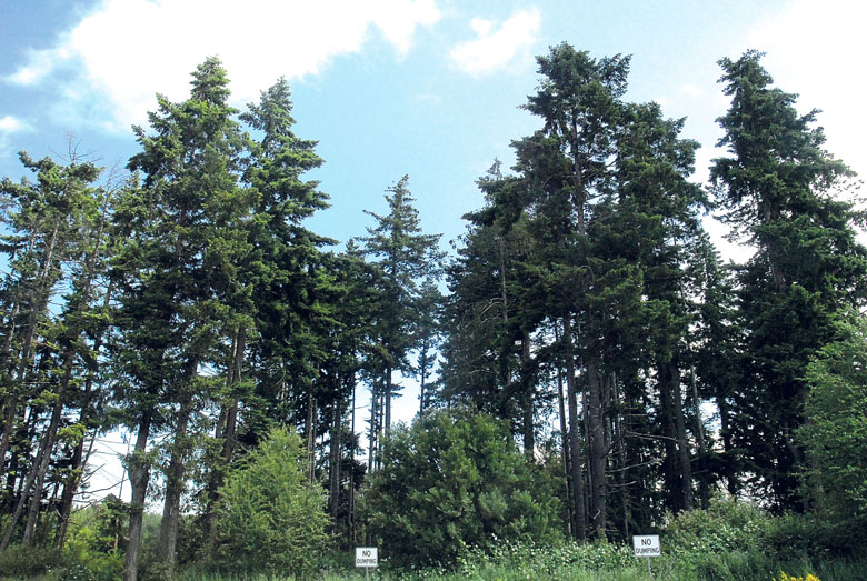 This stand of trees in the western edge of Lincoln Park in Port Angeles includes trees slated for removal this summer to clear part of the landing pattern for nearby William R. Fairchild International Airport. Keith Thorpe/Peninsula Daily News