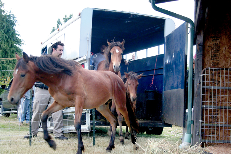 Eyes That Smile and Olympic Peninsula Equine Network volunteers coax three wary and inquisitive feral foals rescued from Yakima out of a trailer to their new temporary home in Port Angeles. In 30 days