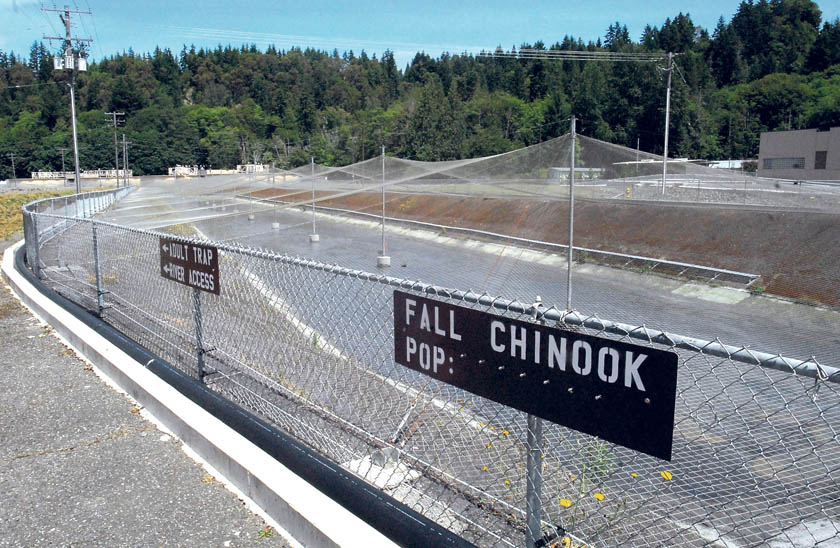 Water from the Elwha River flushes through rearing pens at the state Department of Fish and Wildlife's Elwha Channel fish hatchery west of Port Angeles on Wednesday. Keith Thorpe/Peninsula Daily News