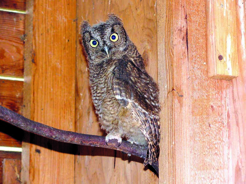 A baby Western screech owl is among the owlets being raised at the center in Sequim.