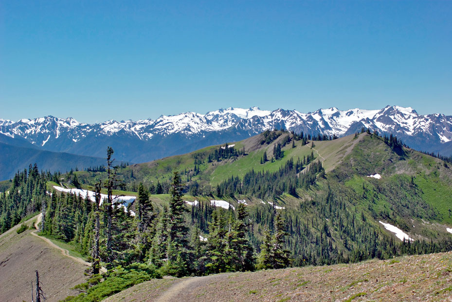 Klahhane Ridge in central Olympic National Park is one of two main places photographer Douglas Houck is looking for wildflowers endemic to the Olympic Mountains. Houck is also canvassing Mount Townsend in Jefferson County for such flowers. Douglas Houck
