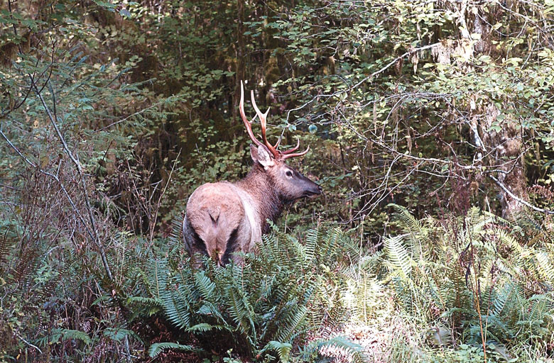 A young Roosevelt elk searches for food among the ferns