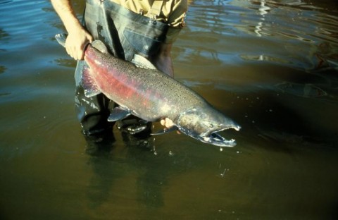 A file photo showing a chinook (king) salmon.  Olympic National Park has not released photos of the chinook spotted in the Elwha River on Monday. National Park Service