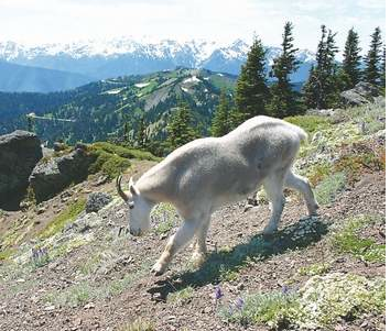 A mountain goat walks down a slope in Olympic National Park. Diane Urbani de la Paz/Peninsula Daily News