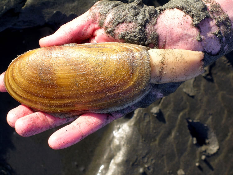 State Fish and Wildlife does not have a reason for the continued low density of razor clams at Kalaloch.