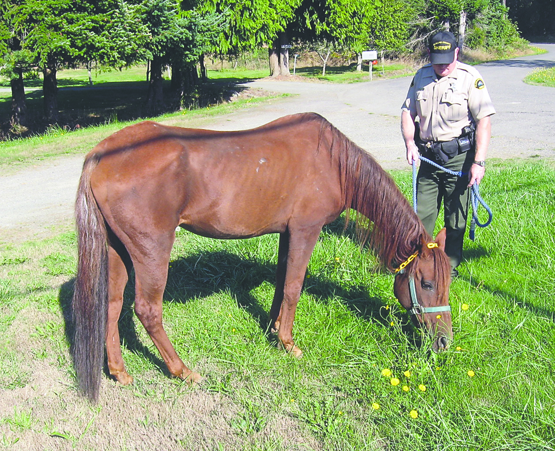 Clallam County Sheriff's Deputy Ralph Edgington cares for a horse seized during an investigation last week. Clallam County Sheriff's Office