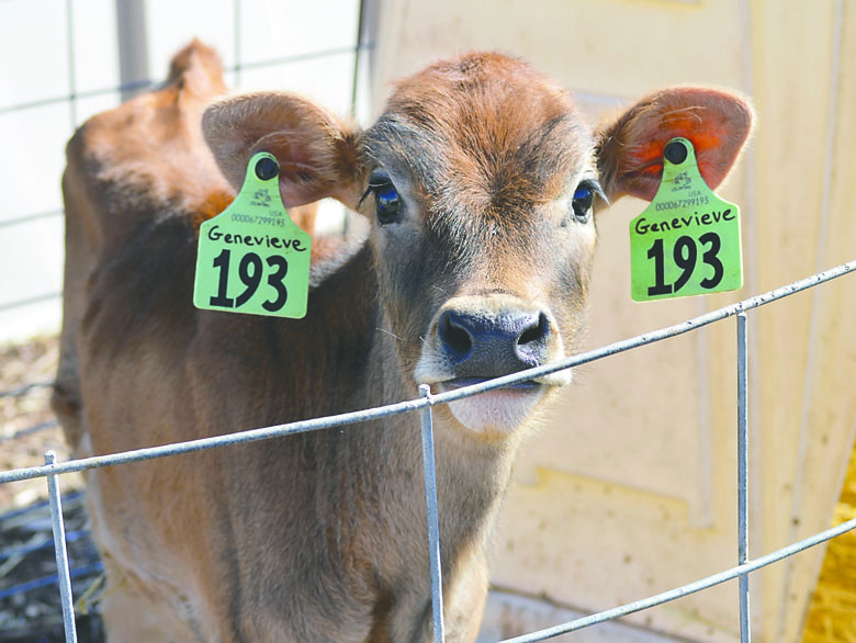 Genevieve is one of the Jersey calves awaiting visitors to the Dungeness Valley Creamery. Diane Urbani de la Paz/Peninsula Daily News