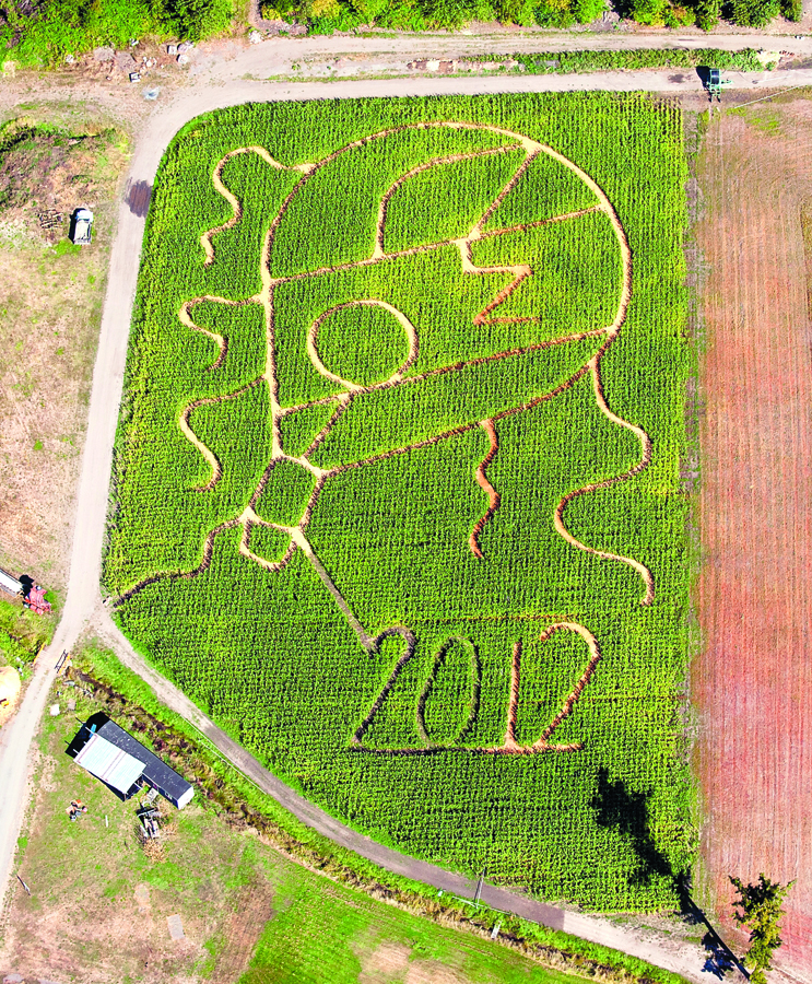 "Hot Air Balloon from Oz" is the theme of this year's cornfield maze at the Pumpkin Patch at U.S. Highway 101 and Kitchen-Dick Road in Sequim. David Woodcock
