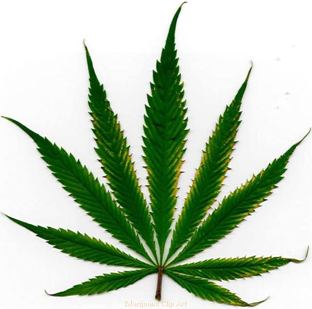 CLALLAM COUNTY: Marijuana legalization raise questions for cops ... mainly about DUI