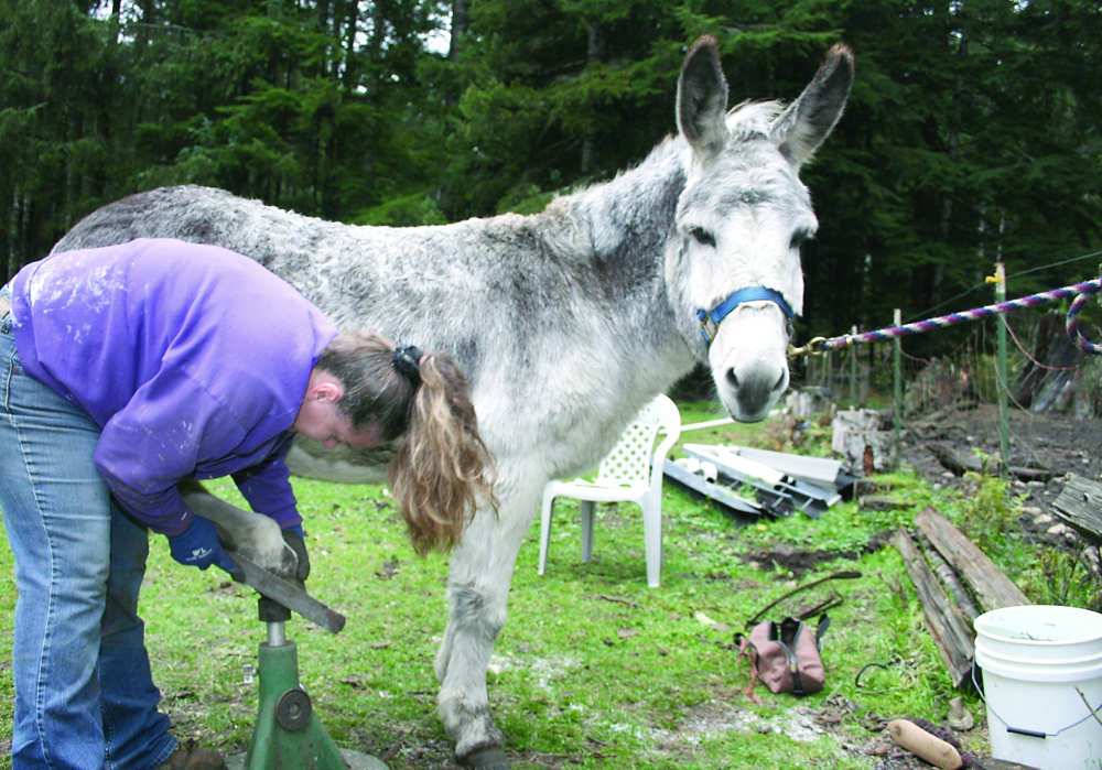 Z Barker uses a rasp to shape the edges of her donkey Broos' hoof. Equine owners can save a lot of money doing the work themselves — if they learn how to do it correctly. Doing it wrong can do more harm than good.