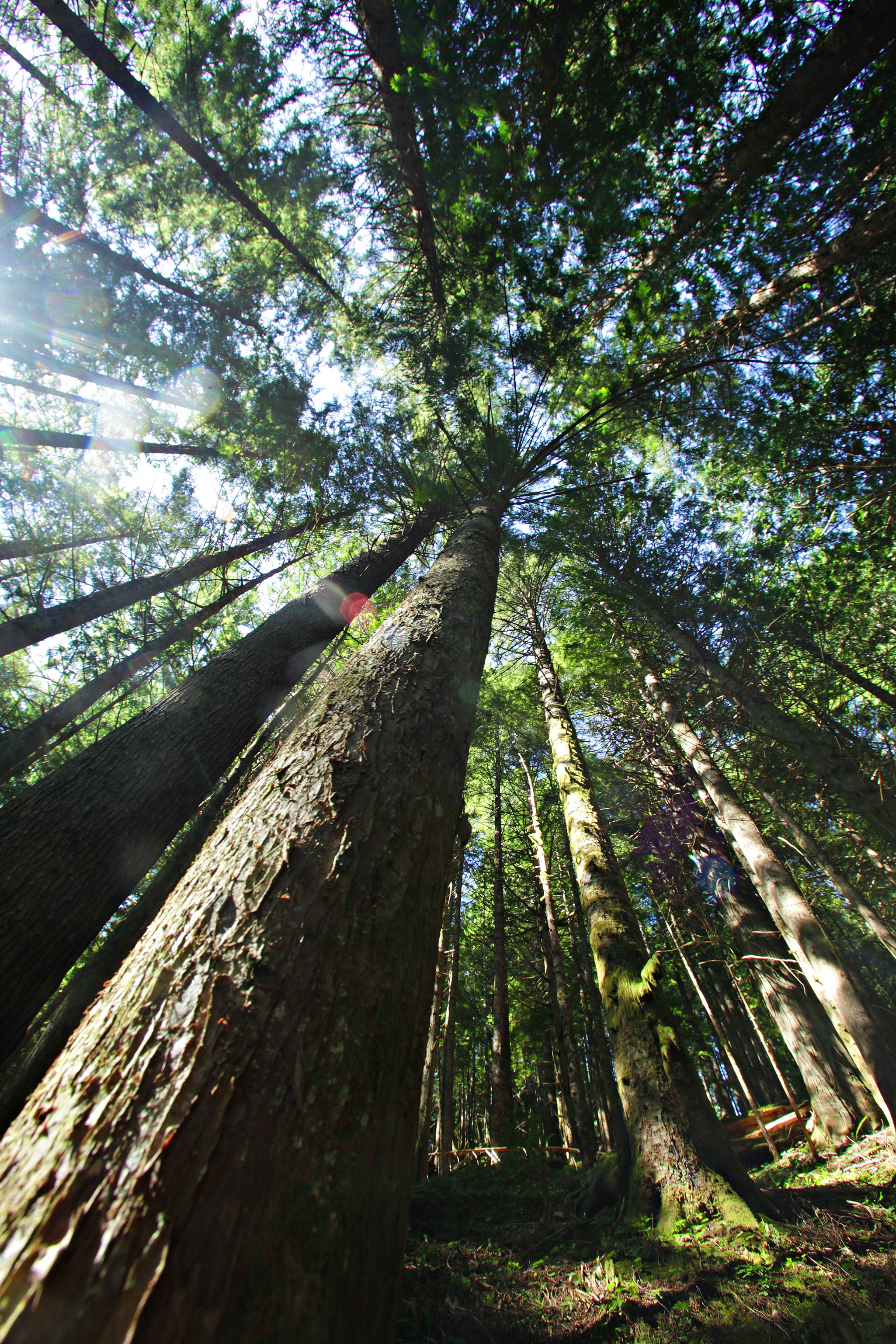 (Click on image to enlarge)