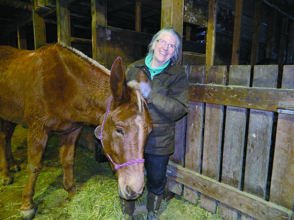 Sherry Baysinger gives a soothing ear massage to her grateful mule. With her husband