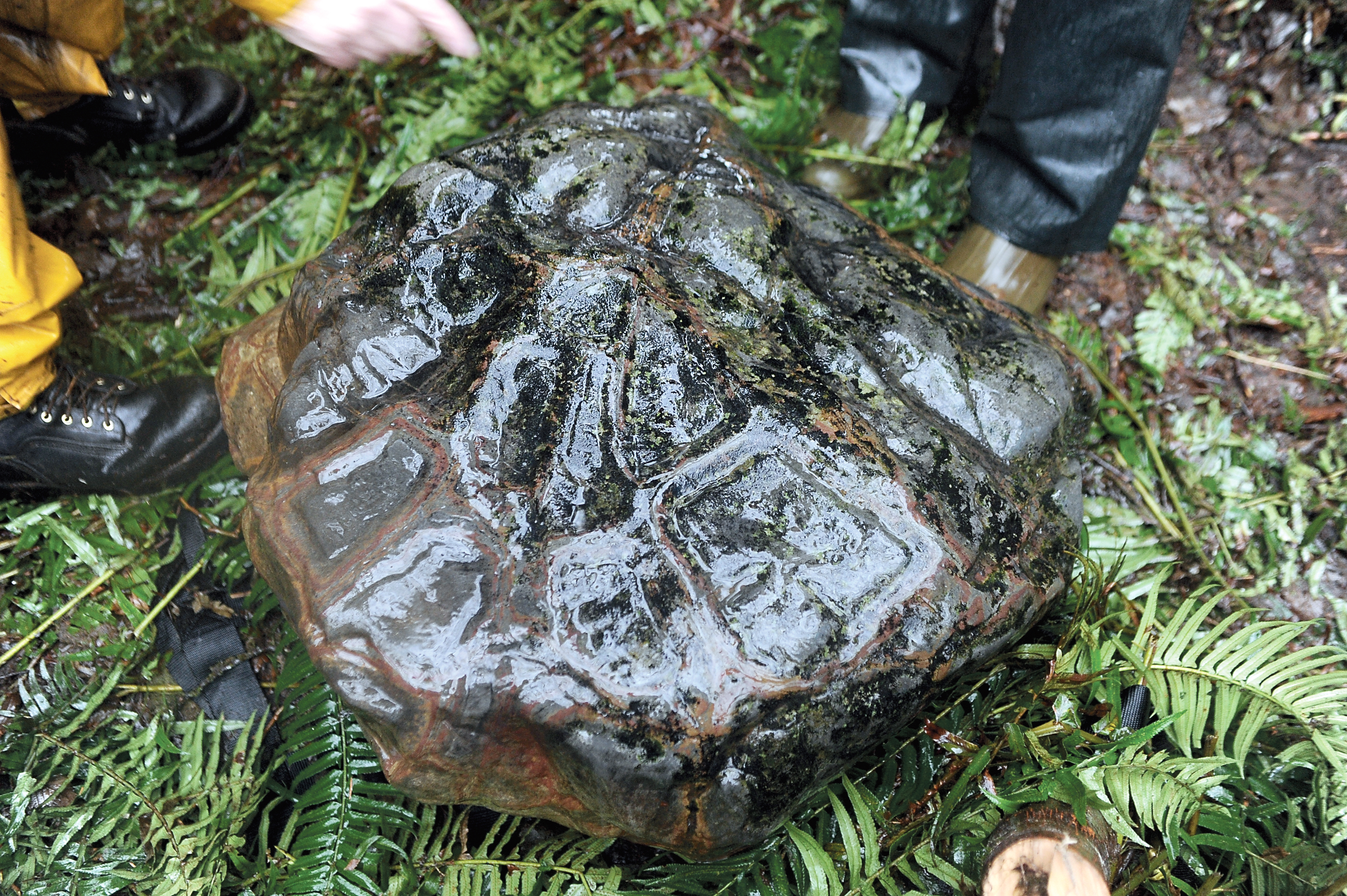 This petroglyph telling the Quileute legend of the battle between K'wati and the Red Lizard was discovered near Forks last December by Gig Harbor fisherman Erik Wasankari. Lonnie Archibald/for Peninsula Daily News
