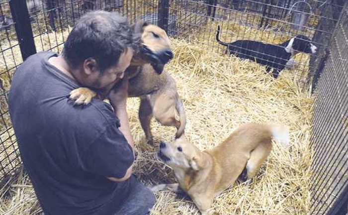 Steve Markwell interacts with dogs at his Olympic Animal Sanctuary in Forks during a visit by a Peninsula Daily News reporter in October. Joe Smillie/Peninsula Daily News