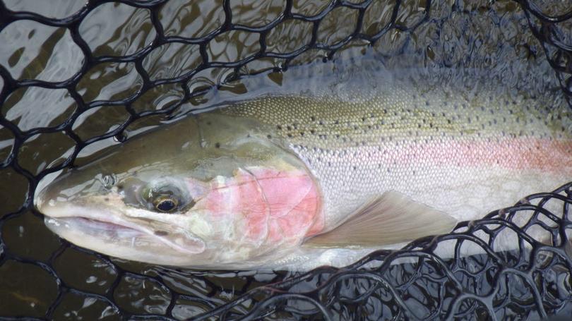 OUTDOORS: Will new steelhead regulations impact fishing on the West End?