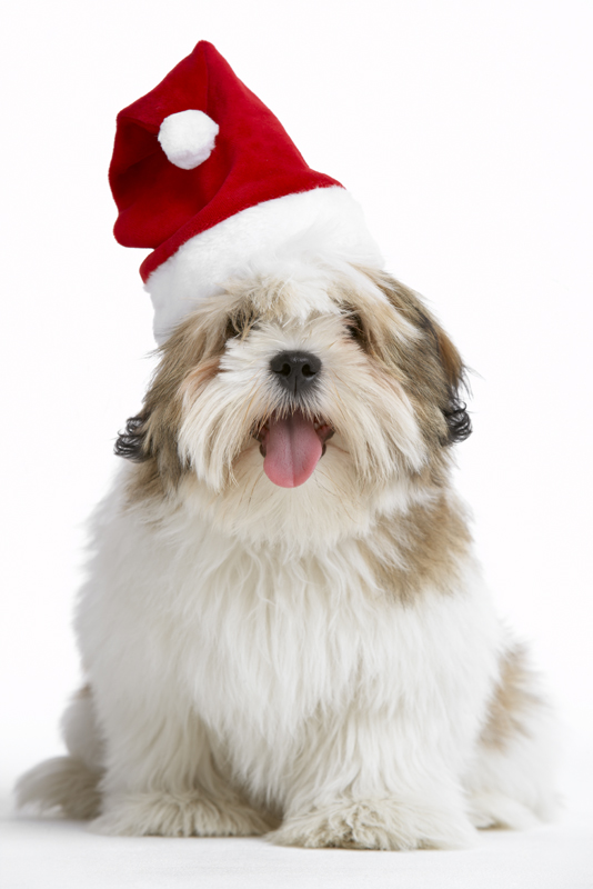 Enter the Holiday Photos with Pets contest!