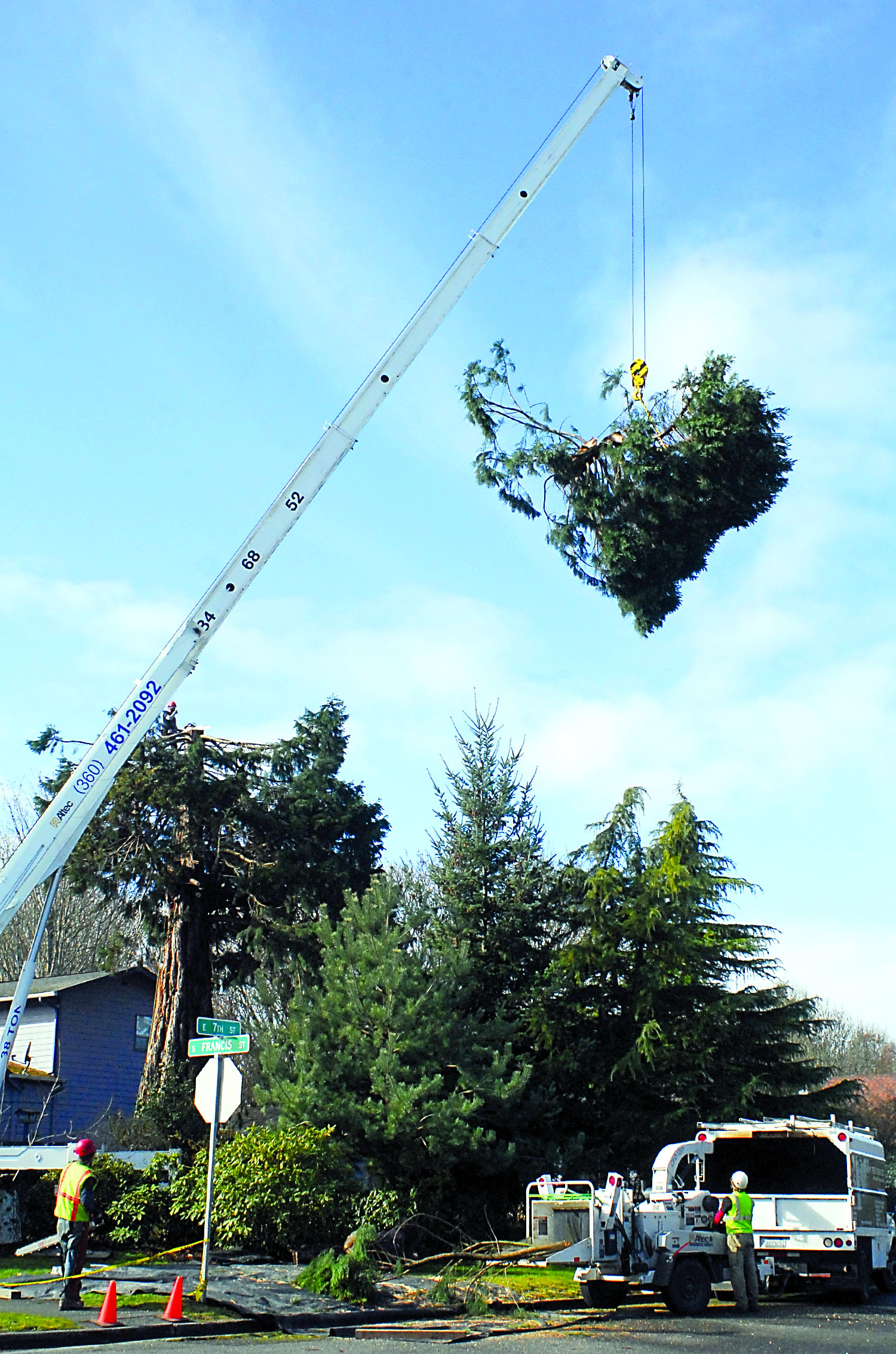 The top of a sequoia tree at 708 S. Francis St. in Port Angeles is lowered to the ground by crane after being cut from its trunk