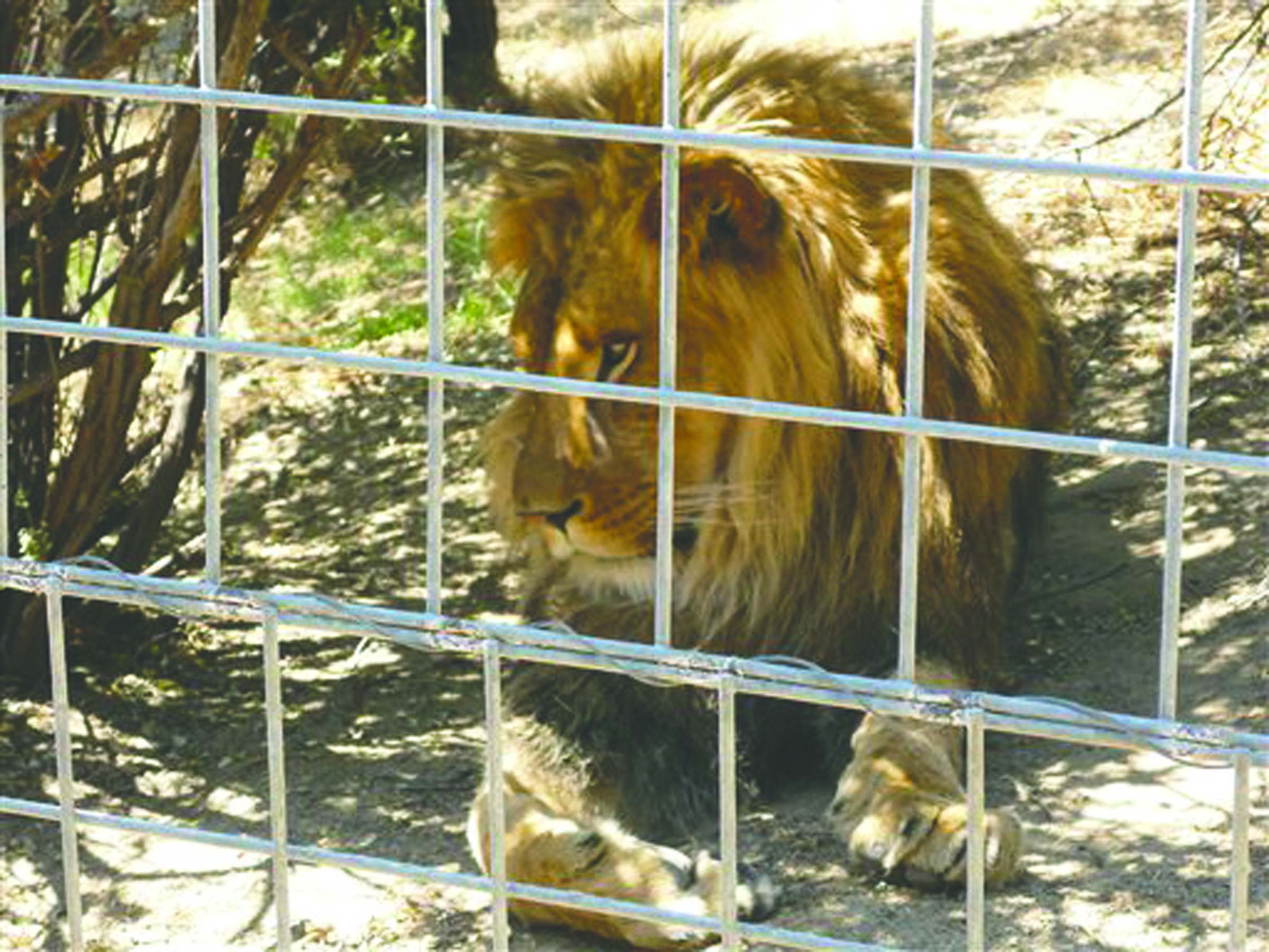 This 2012 photo shows a 4-year-old male African lion named Couscous at Cat Haven