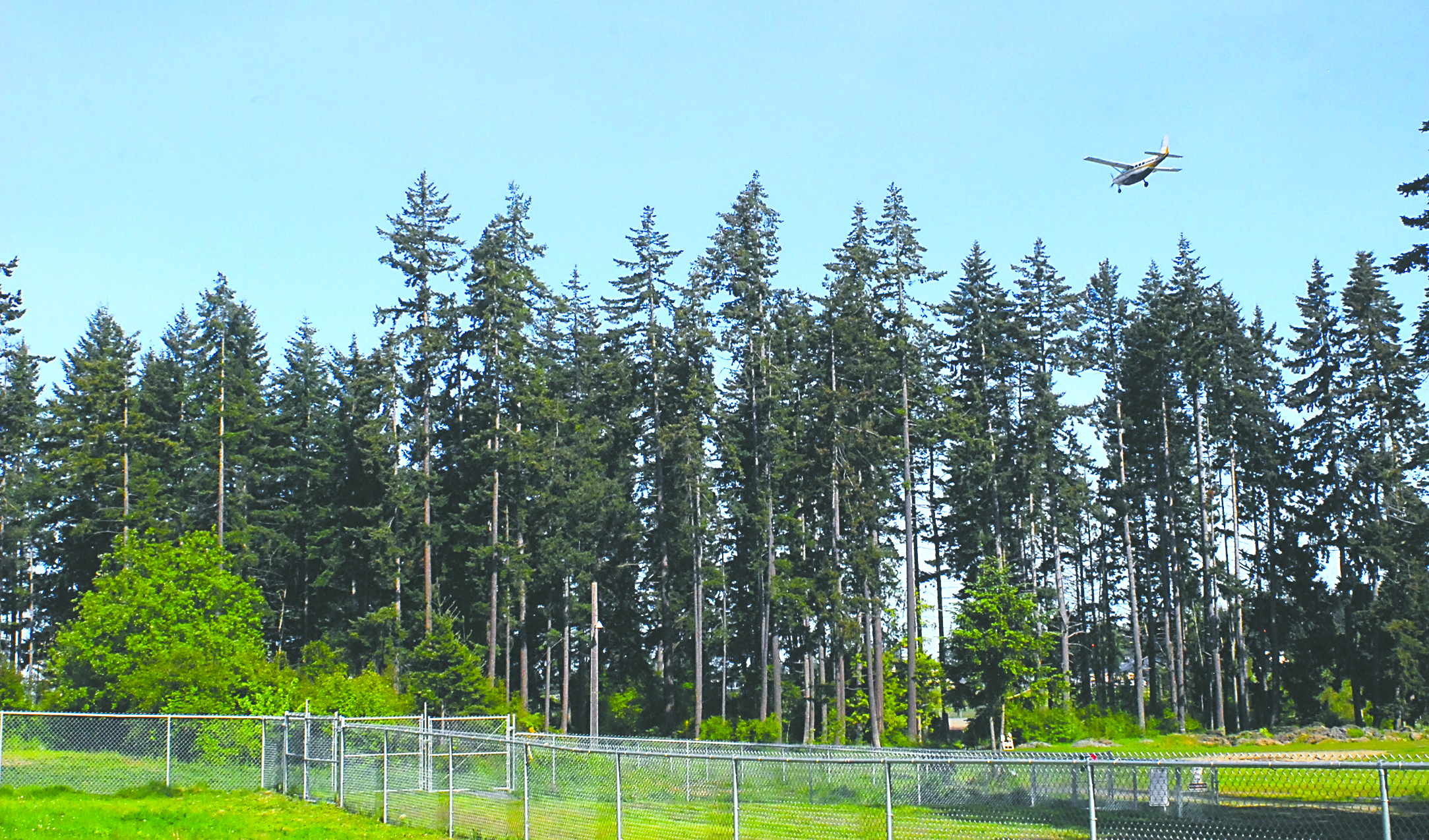 A Kenmore Air flight approaches William R. Fairchild International Airport in Port Angeles on Wednesday not far from a stand of trees at Lincoln Park that are being considered for removal.  Keith Thorpe/Peninsula Daily News