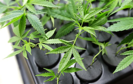 Port Townsend City Council to consider pot rules Monday night