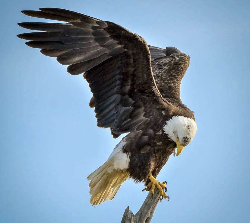 Birds of a noble feather: Photographer captures images of bald eagles ...