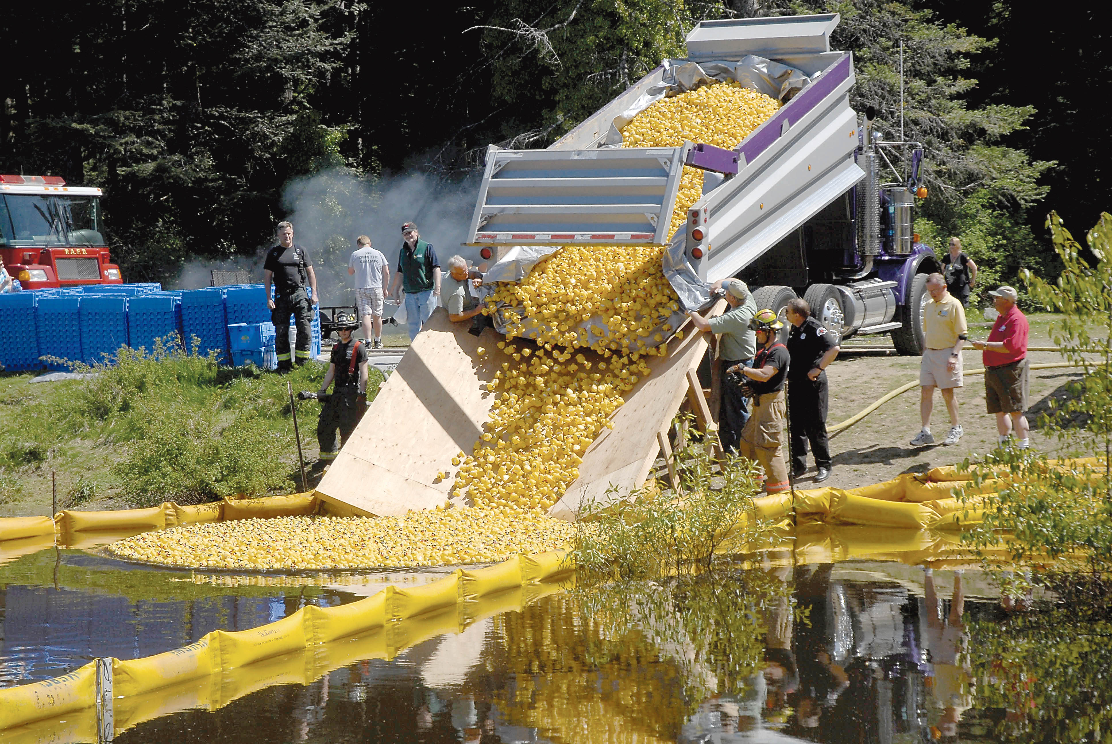 A truckload of rubber ducks is poured into the Lincoln Park pond in Port Angeles for the 2013 Great American Duck Derby. Dave Logan/for Peninsula Daily News
