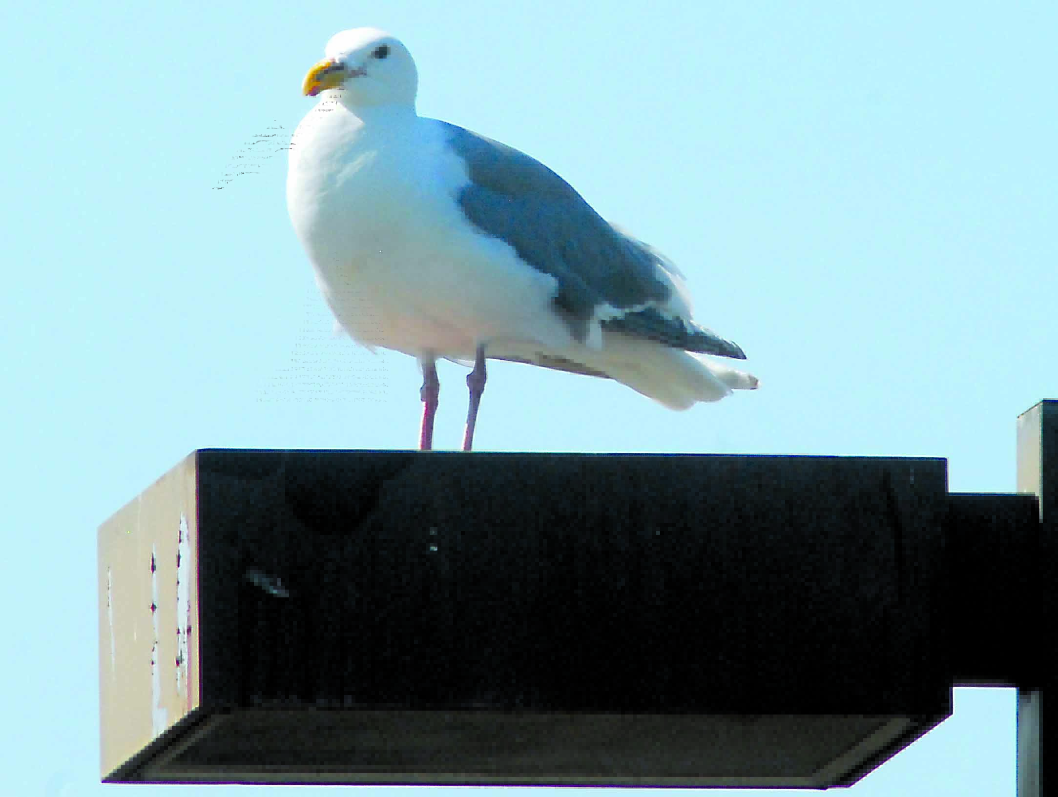 One of the sea gulls which survived Port Angeles egg-control program holds court atop a light fixture at The Landing mall on the waterfront. -- Photo by Keith Thorpe/Peninsula Daily News