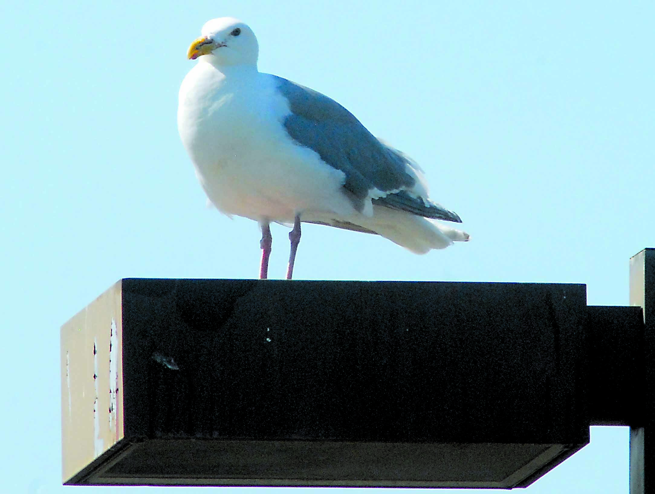 One of the sea gulls which survived Port Angeles’ egg-control program holds court atop a light fixture at The Landing mall on the waterfront.  -- Photo by Keith Thorpe/Peninsula Daily News