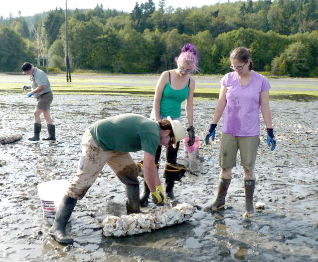 Opening bags of oyster shell to spread on tidal flats at Discovery Bay are