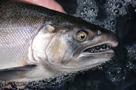 Coho (silver) salmon runs are primed to arrive along the West End once the rains return.