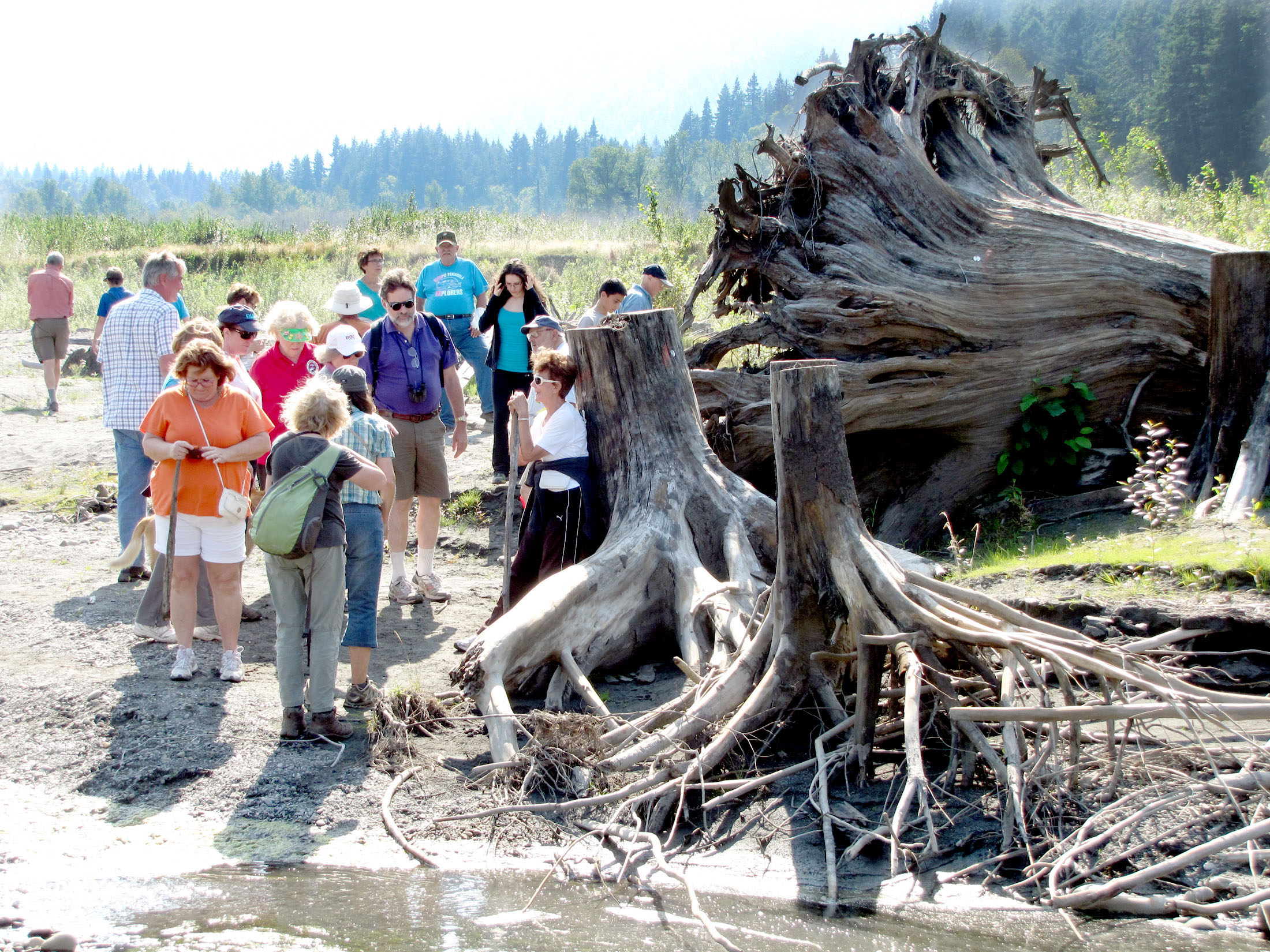 Participants in a Sunday ranger-guided hike of the former Lake Aldwell bed examine giant stumps left behind after the lakebed was logged around 1911