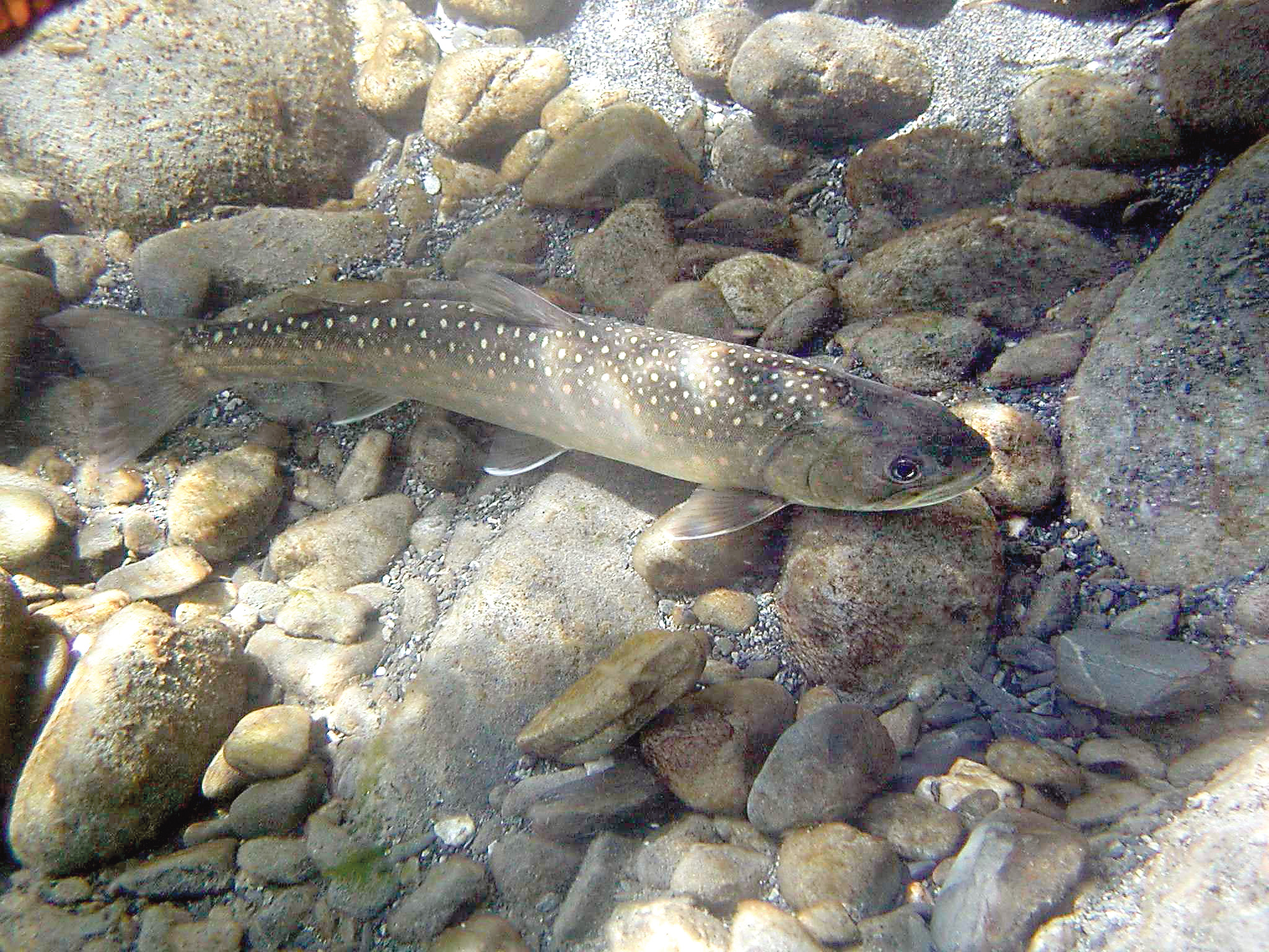 A bull trout in the East Fork Quinault River.  Similar bull trout are appearing far up the newly freed Elwha River. National Park Service