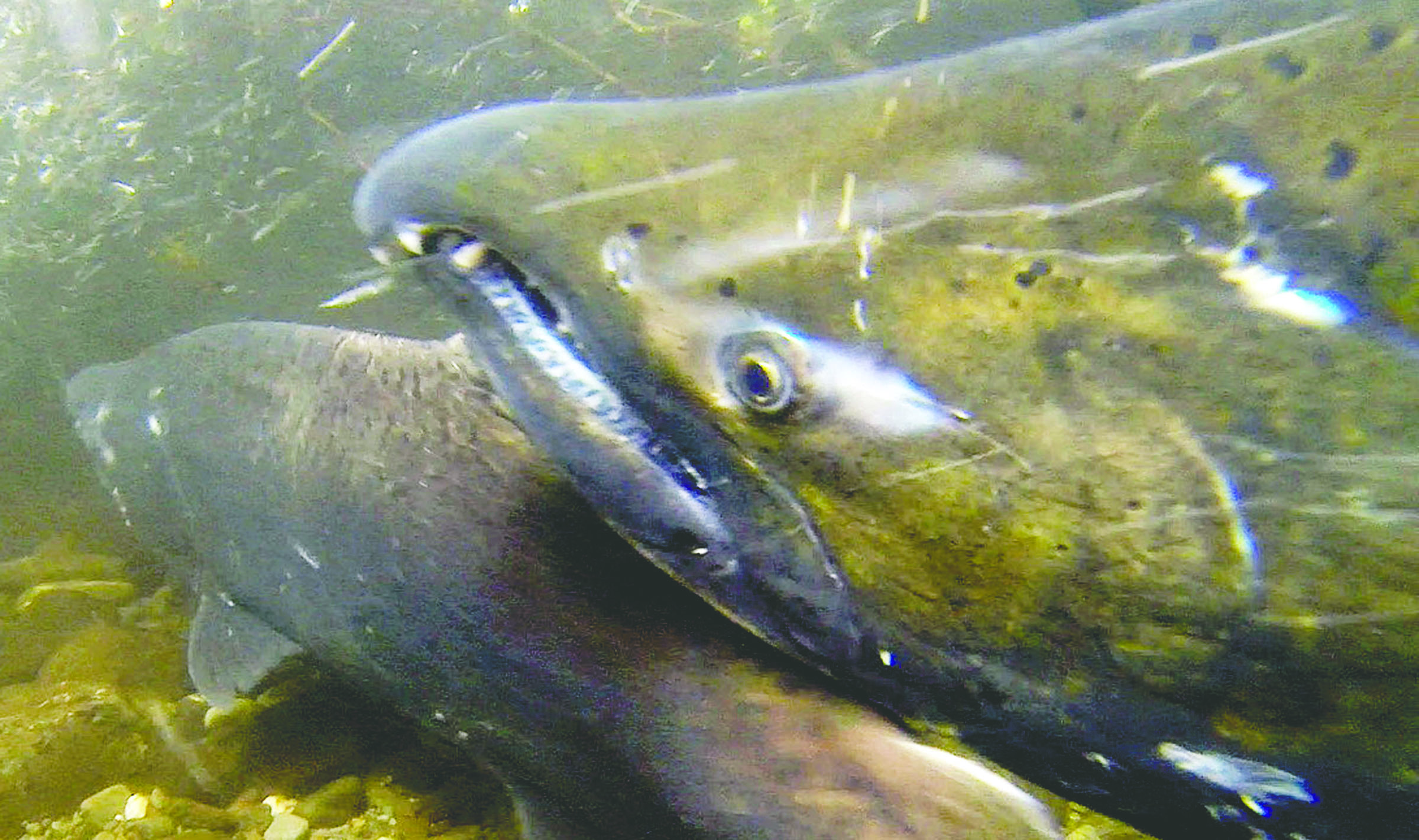 Chinook salmon return to Elwha River to spawn upstream from location of