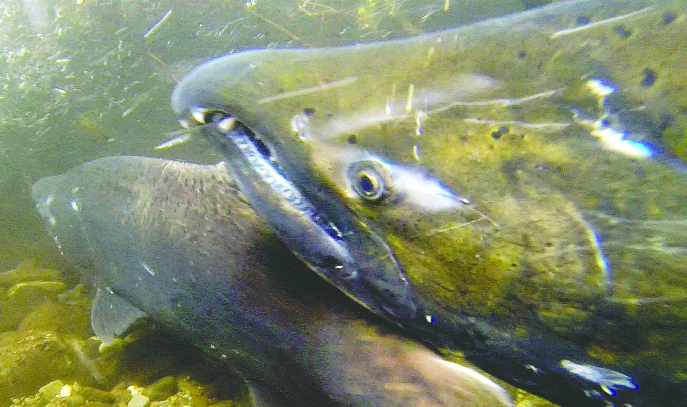 A couple of king salmon spawners are seen in Indian Creek
