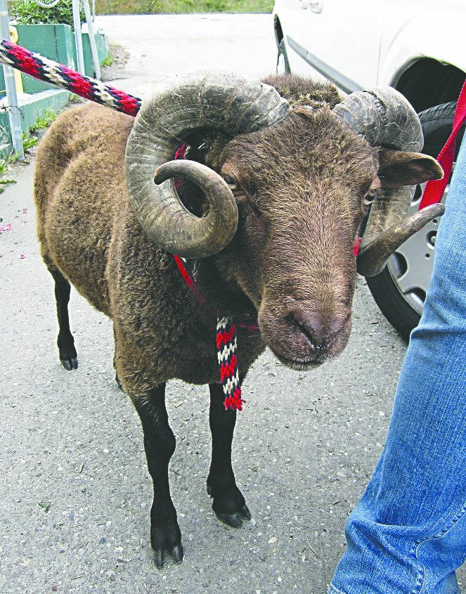 Bart the ram is shown in this portrait by Olympic Peninsula Humane Society. Click on icon below for a photo of Bart as a ram-charger.