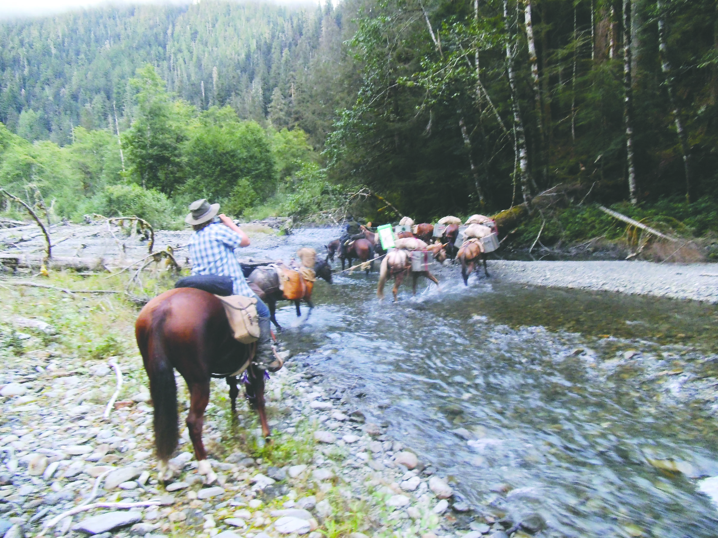 Sara Woodard follows a pack string of mules led by Sol Duc Valley Packers’ Larry Baysinger across the Quinault River. The Baysingers were selected to pack tools