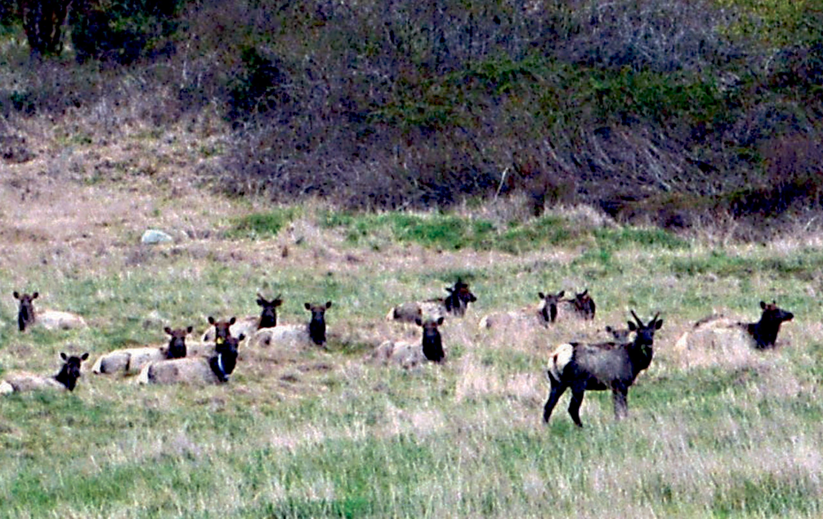 Part of last April's Sequim elk herd rests in a field above Brownfield Road off U.S. Highway 101 southeast of Sequim. Joe Smillie/Peninsula Daily News