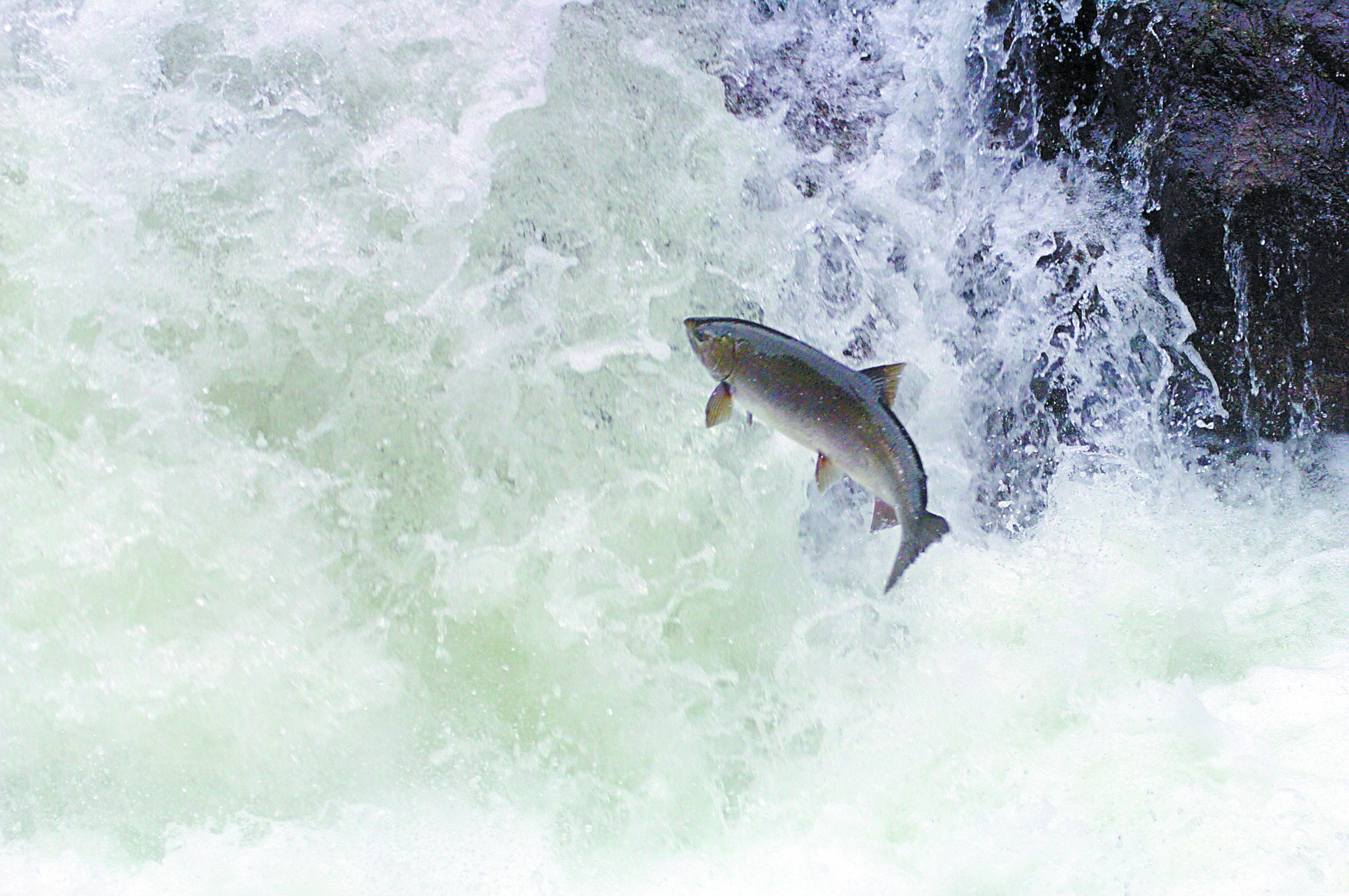 A coho salmon leaps out of the swirling waters of the Salmon Cascades. Peninsula Daily News