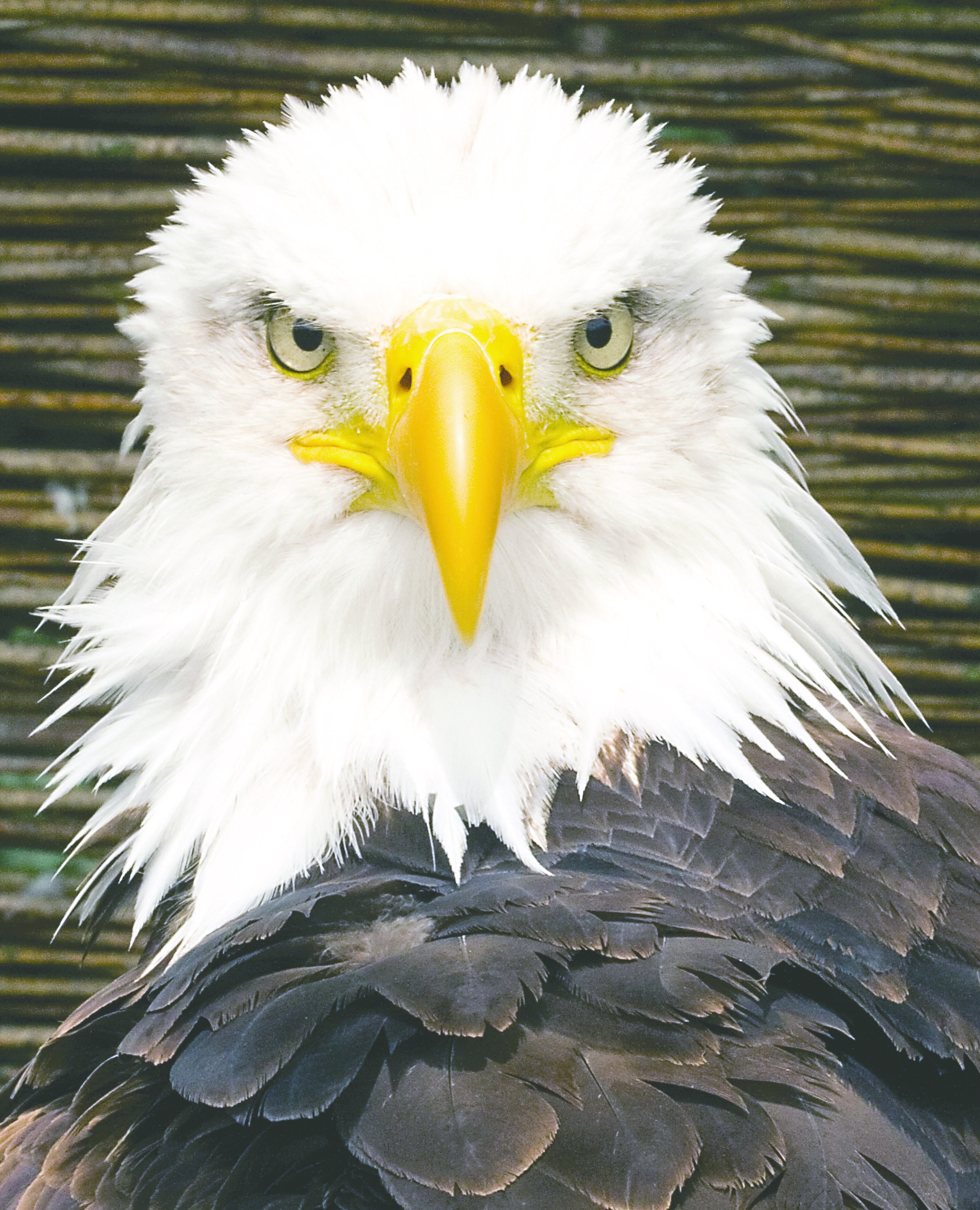 CLALLAM: 20-day election process ends tonight