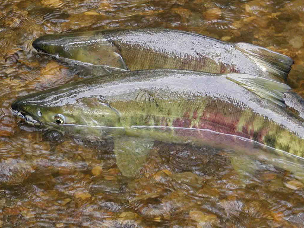 Chum salmon U.S. Fish and Wildlife Service