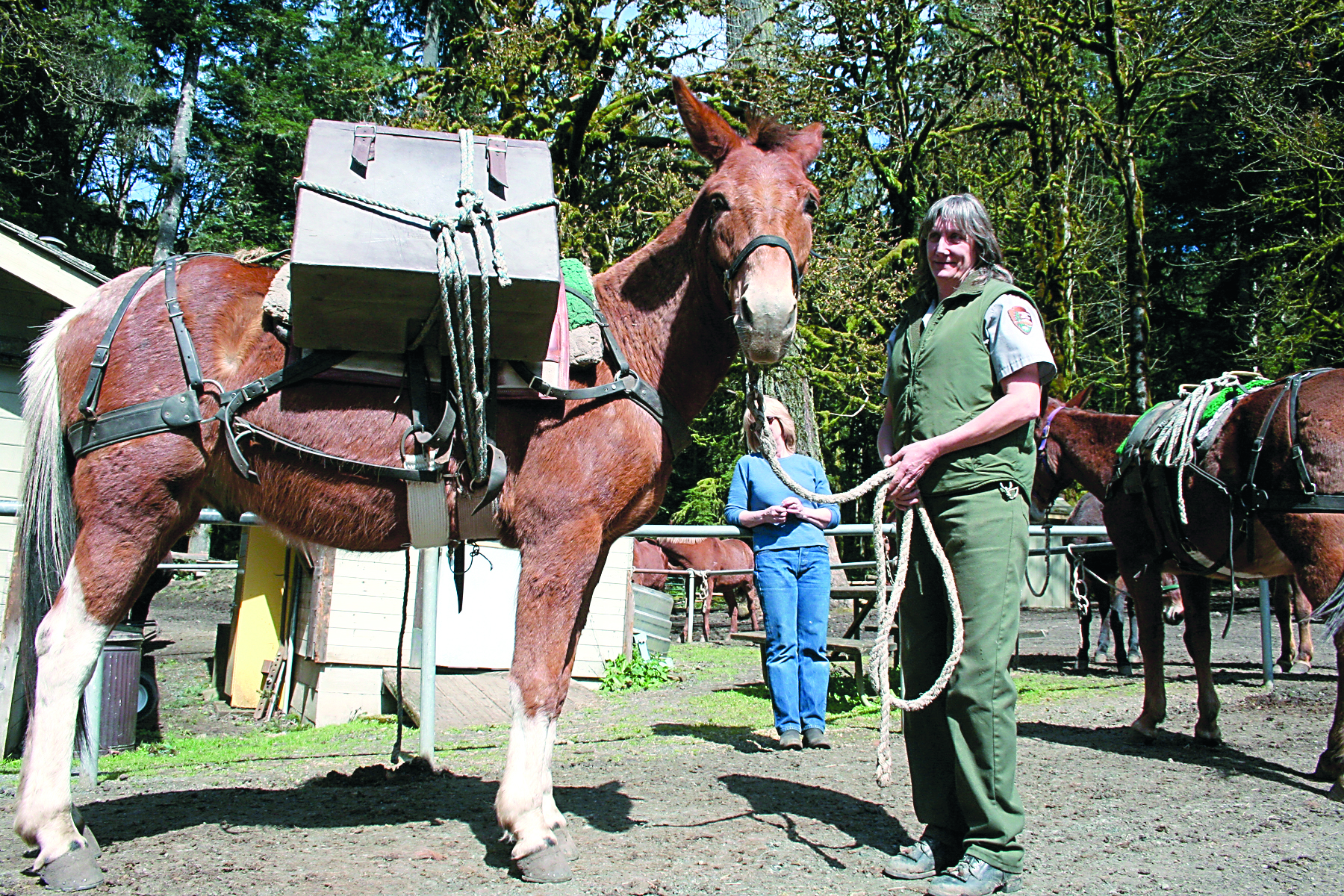 During spring's annual Mule Barn Day packing workshop at the Elwha River Station