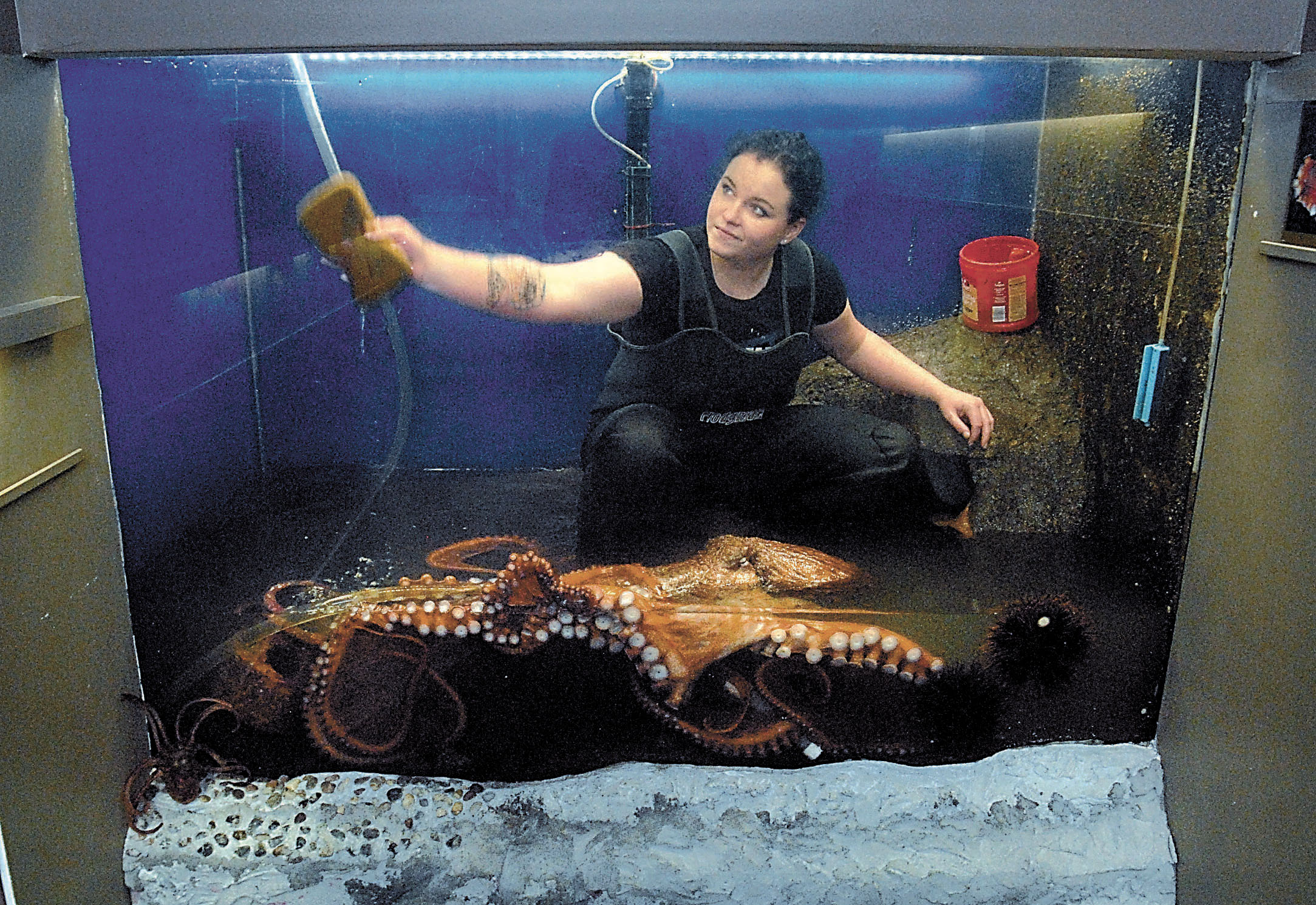 Volunteer Julie Janét cleans the inside of the octopus tank at Feiro Marine Life Center in Port Angeles as Ursula