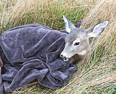 A fawn eventually released at Fort Flagler State Park recovers from anesthesia. Robert Heck